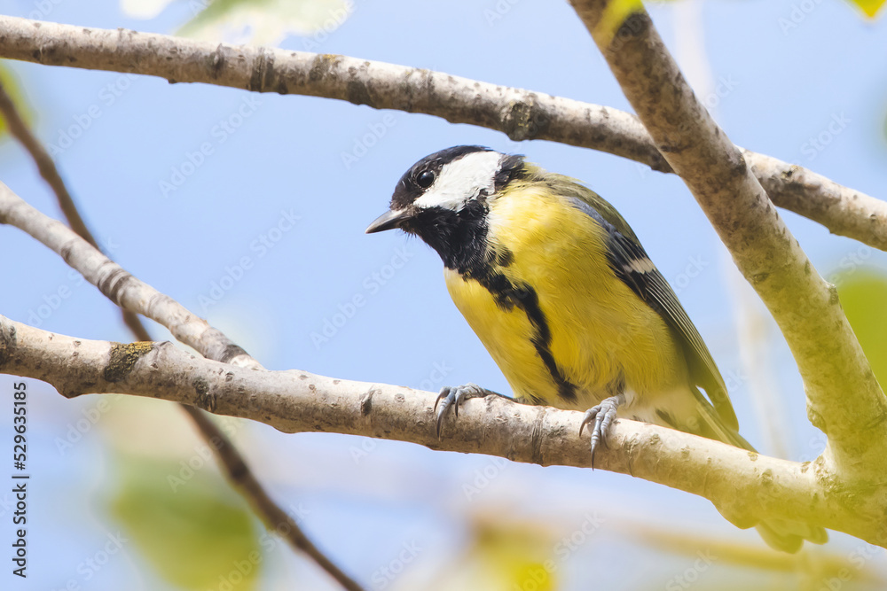 Great tit on branch with beautiful summer background. Little songbird in nature forest. Wildlife scene from nature. Great tit on branch with beautiful summer background. Little songbird in nature forest. Wildlife scene from nature.