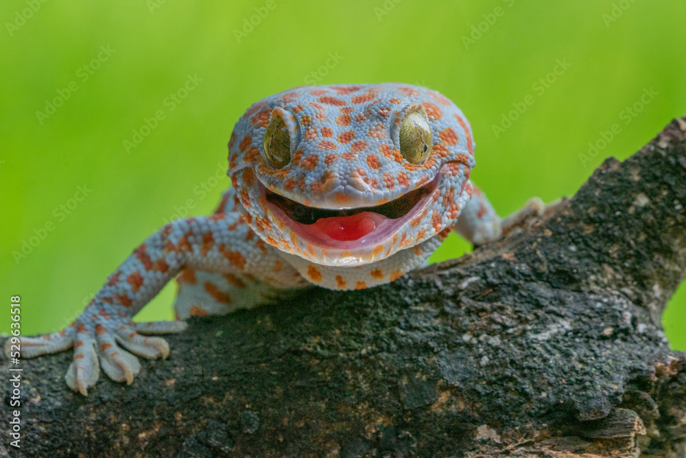 tokay gecko opening its mouth on a branch with green bokeh background - obrazy, fototapety, plakaty 