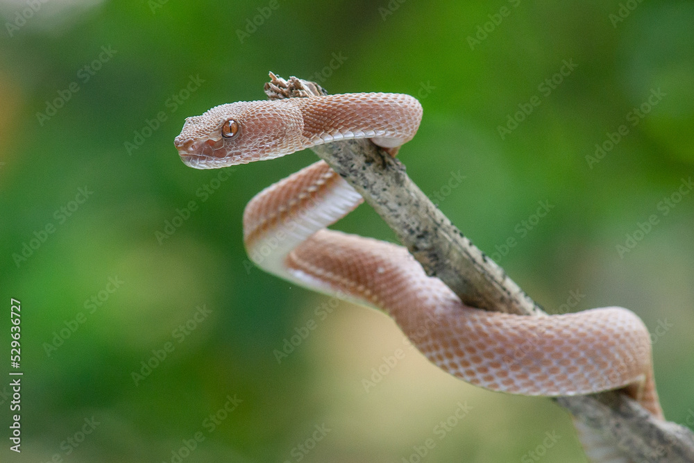 Fototapeta premium Brown mangrove pit viper Trimeresurus purpureomaculatus clinging on a branch