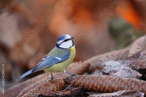 Blue tit sitting on a spruce  cone.  Titmouse in the nature habitat. Cyanistes caeruleus