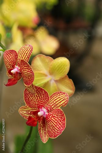 An awesome doritaenopsis blooming orchid