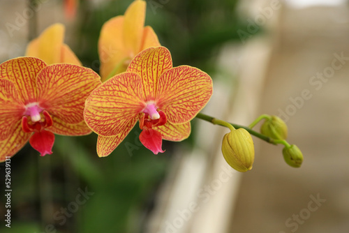A pretty blooming yellow orchid photo