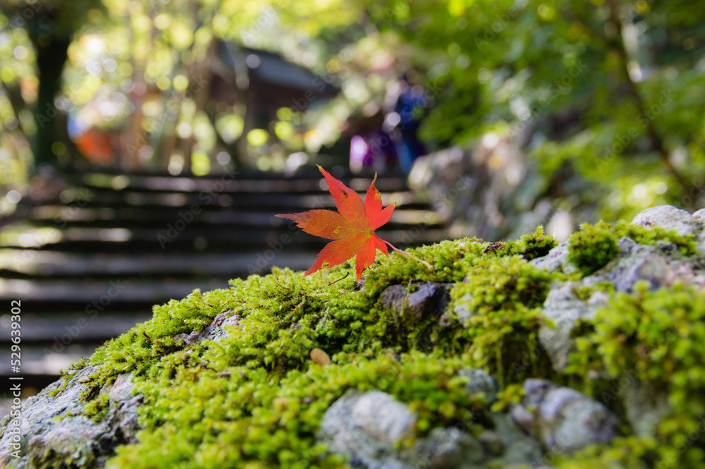 大阪府岸和田大威徳寺の秋風景