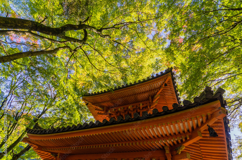 大阪府岸和田大威徳寺の秋風景