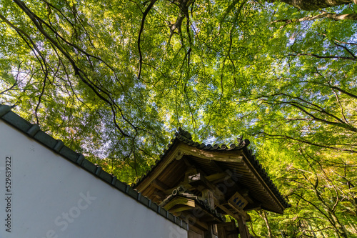Obraz na płótnie 大阪府岸和田大威徳寺の秋風景 w salonie