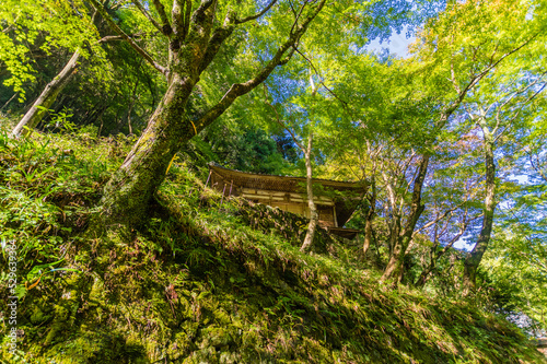 Obraz na płótnie 大阪府岸和田大威徳寺の秋風景 w salonie