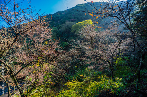 大阪府岸和田大威徳寺の秋風景