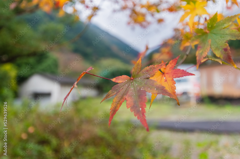 大阪府岸和田大威徳寺の秋風景