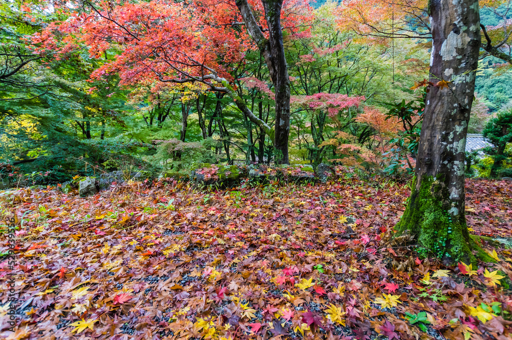 大阪府岸和田大威徳寺の秋風景