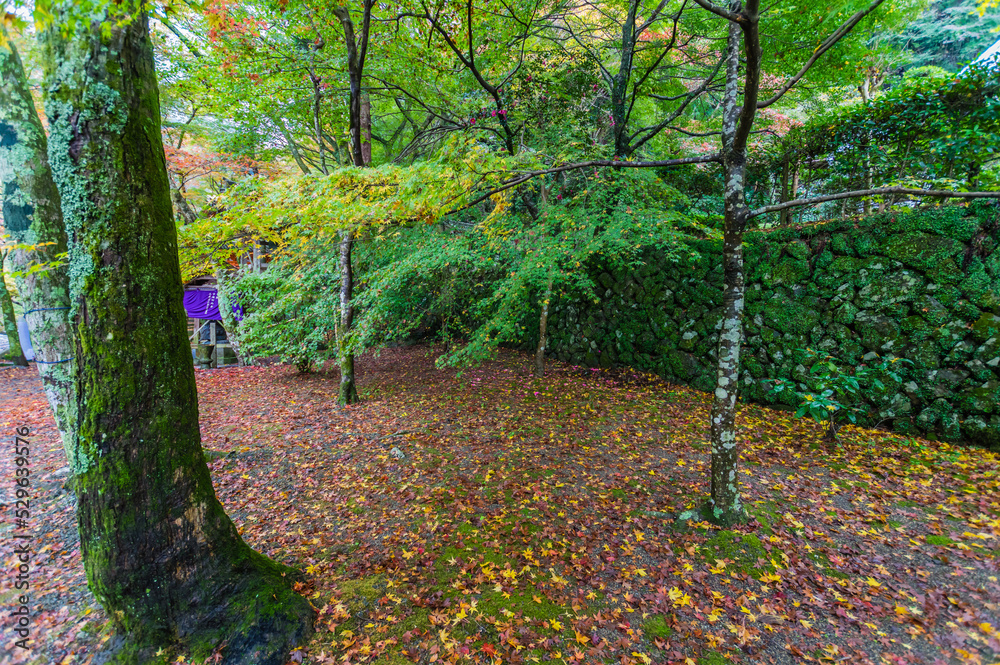 大阪府岸和田大威徳寺の秋風景