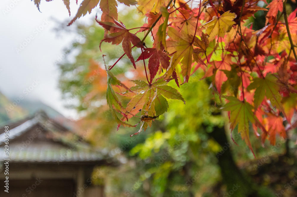 大阪府岸和田大威徳寺の秋風景