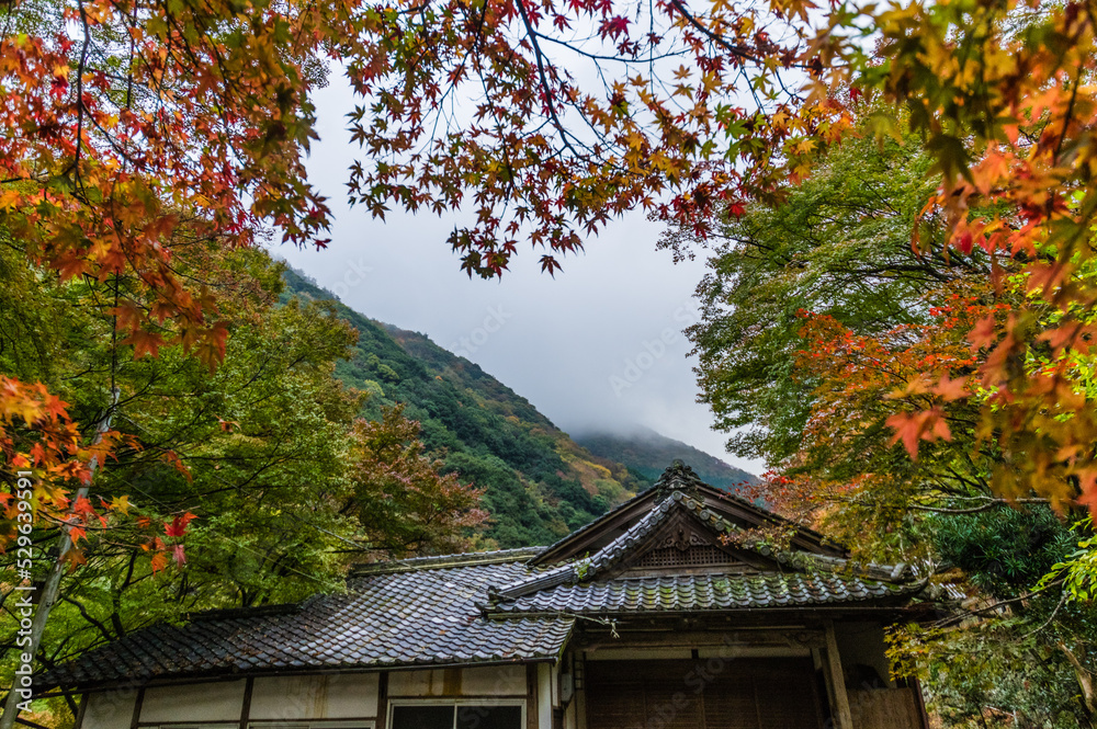 大阪府岸和田大威徳寺の秋風景
