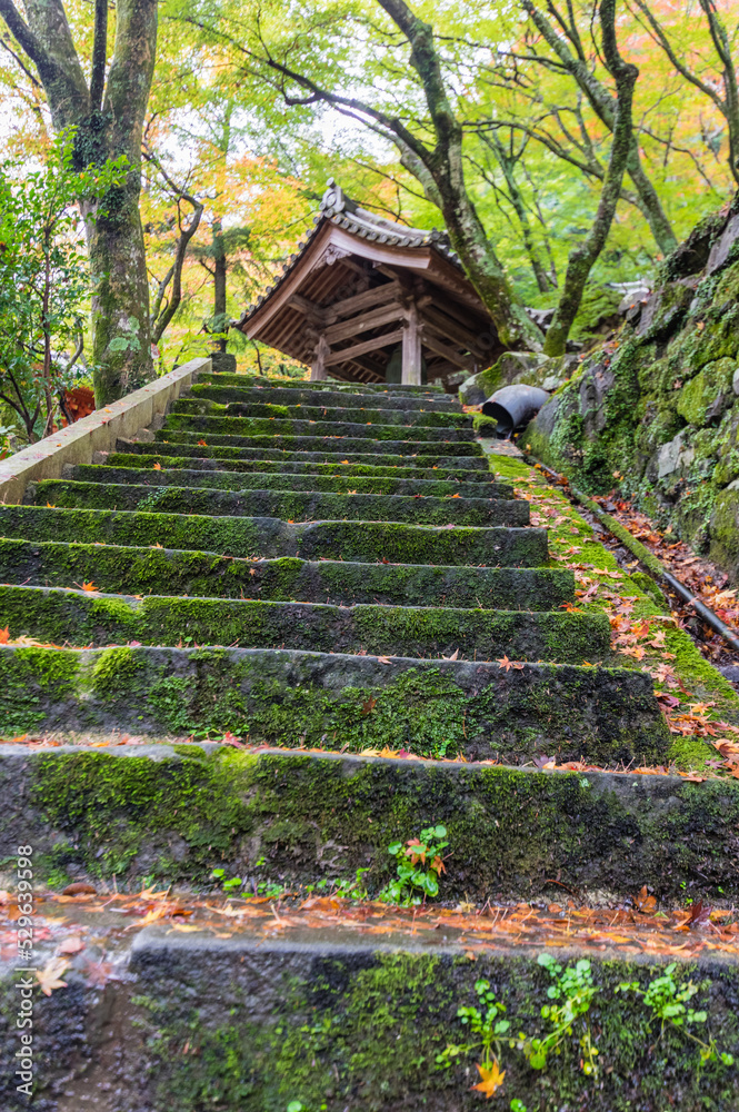 大阪府岸和田大威徳寺の秋風景