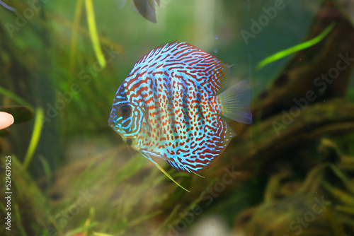 A colorful discus fish in aquarium