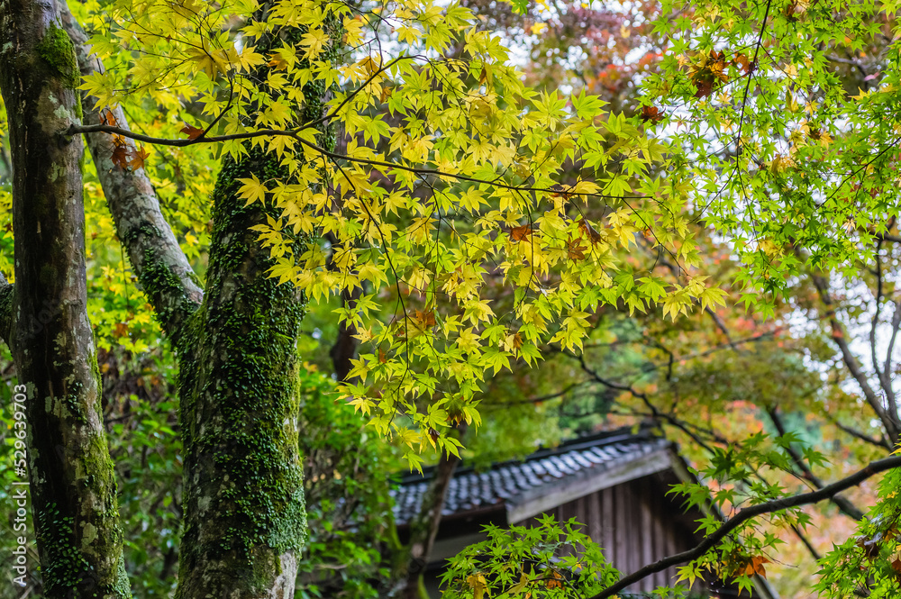 大阪府岸和田大威徳寺の秋風景
