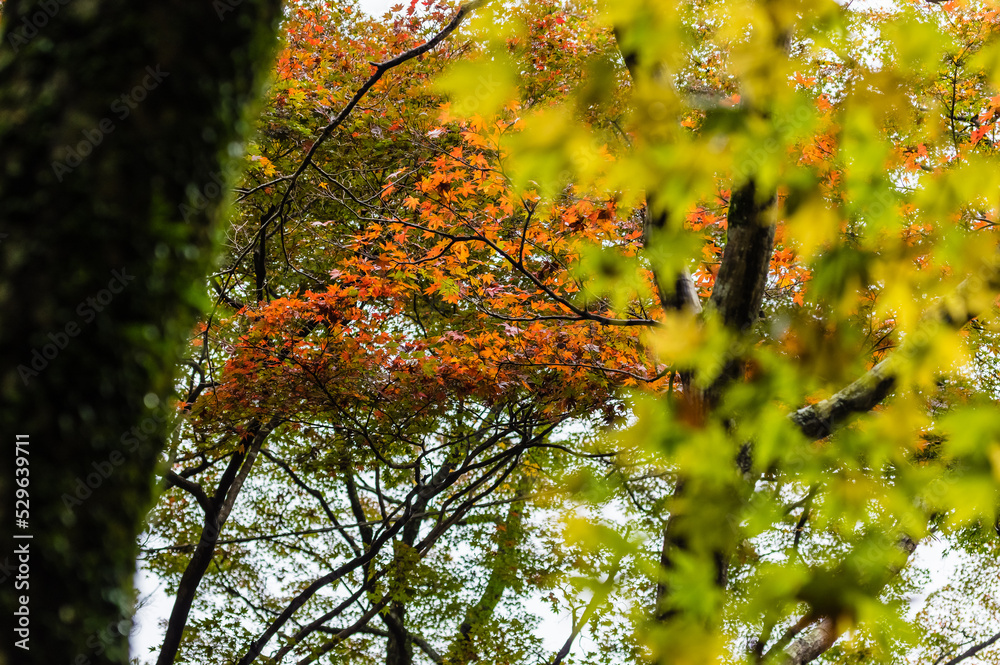 大阪府岸和田大威徳寺の秋風景