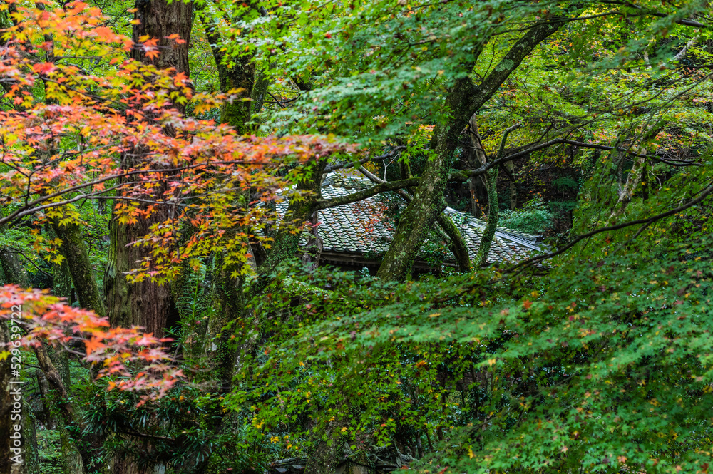 大阪府岸和田大威徳寺の秋風景