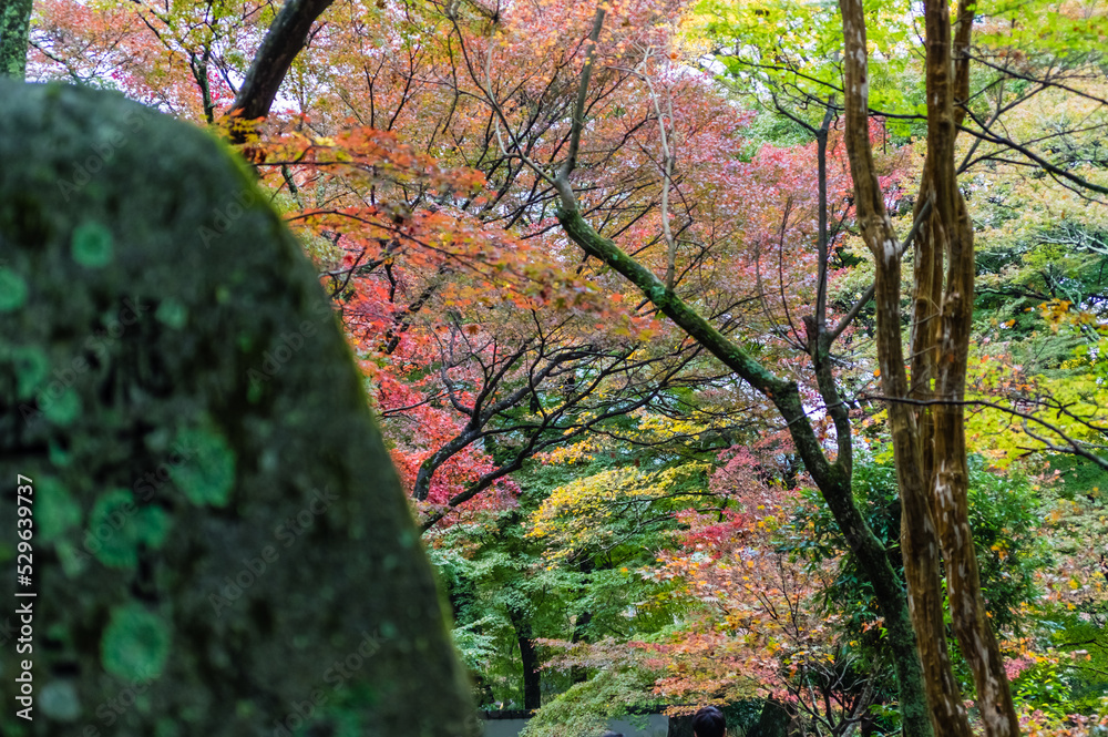 大阪府岸和田大威徳寺の秋風景