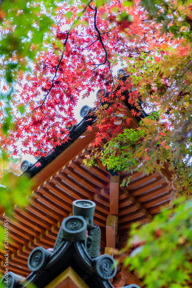 大阪府岸和田大威徳寺の秋風景
