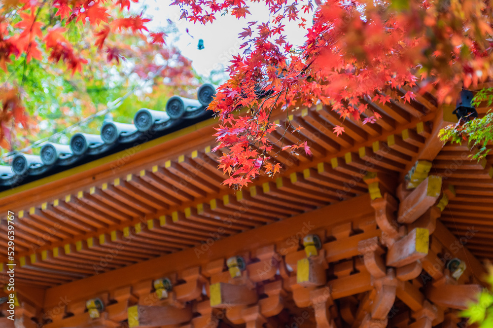大阪府岸和田大威徳寺の秋風景