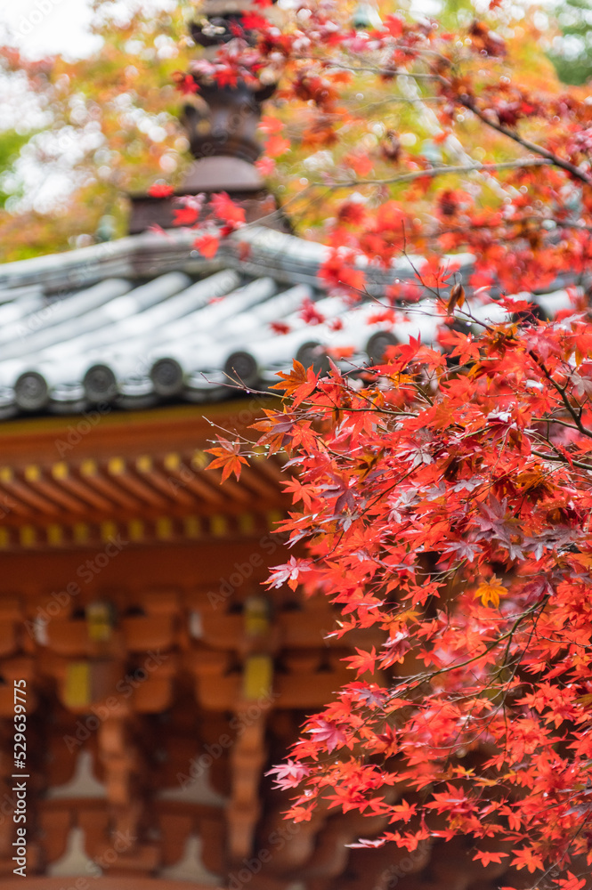 大阪府岸和田大威徳寺の秋風景