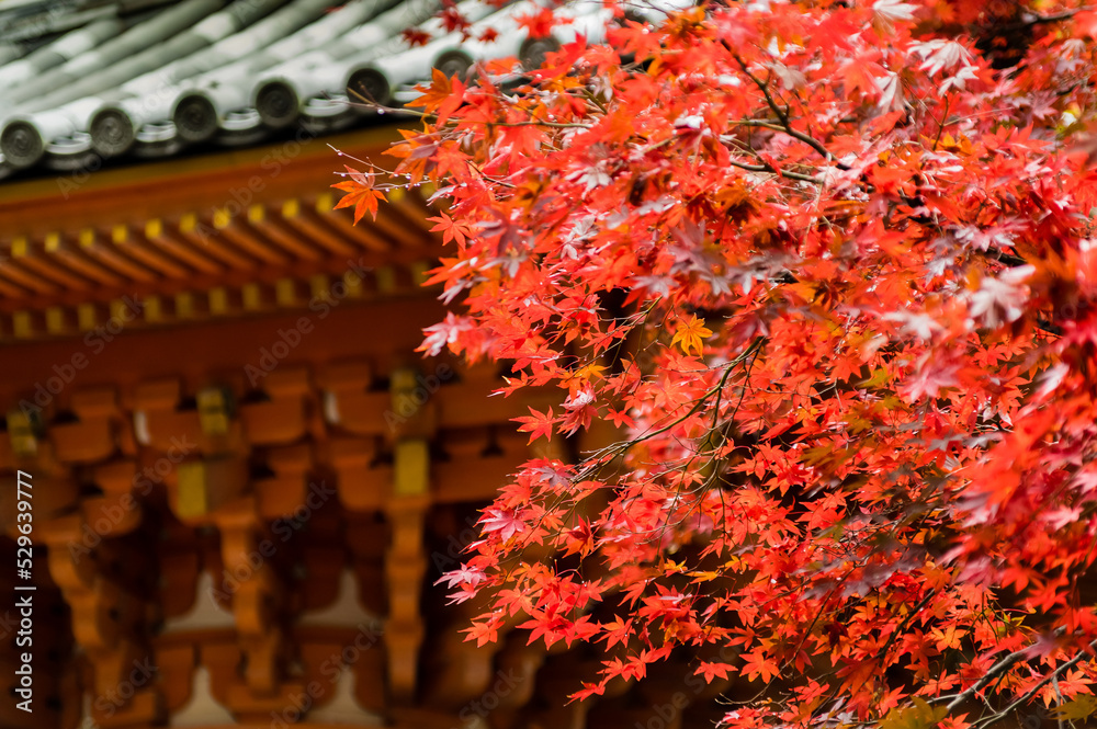 大阪府岸和田大威徳寺の秋風景