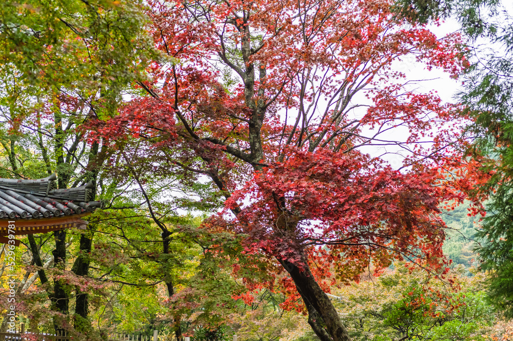 大阪府岸和田大威徳寺の秋風景