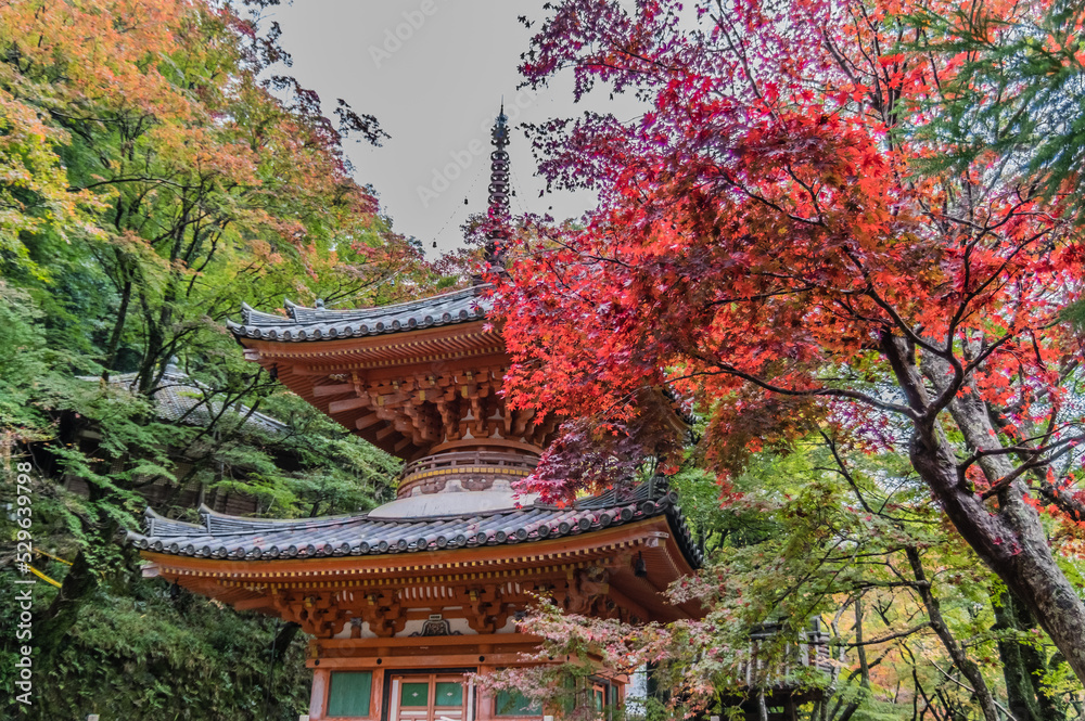 大阪府岸和田大威徳寺の秋風景