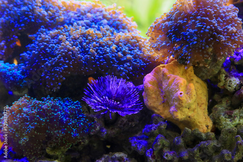 Coral reefs blue anemone with some highlight