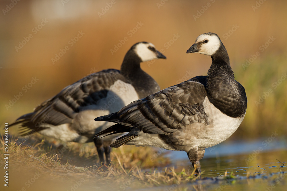 Birds - Two Barnacle Goose Branta leucopsis on the water's edge Birds - Two Barnacle Goose Branta leucopsis on the water's edge
