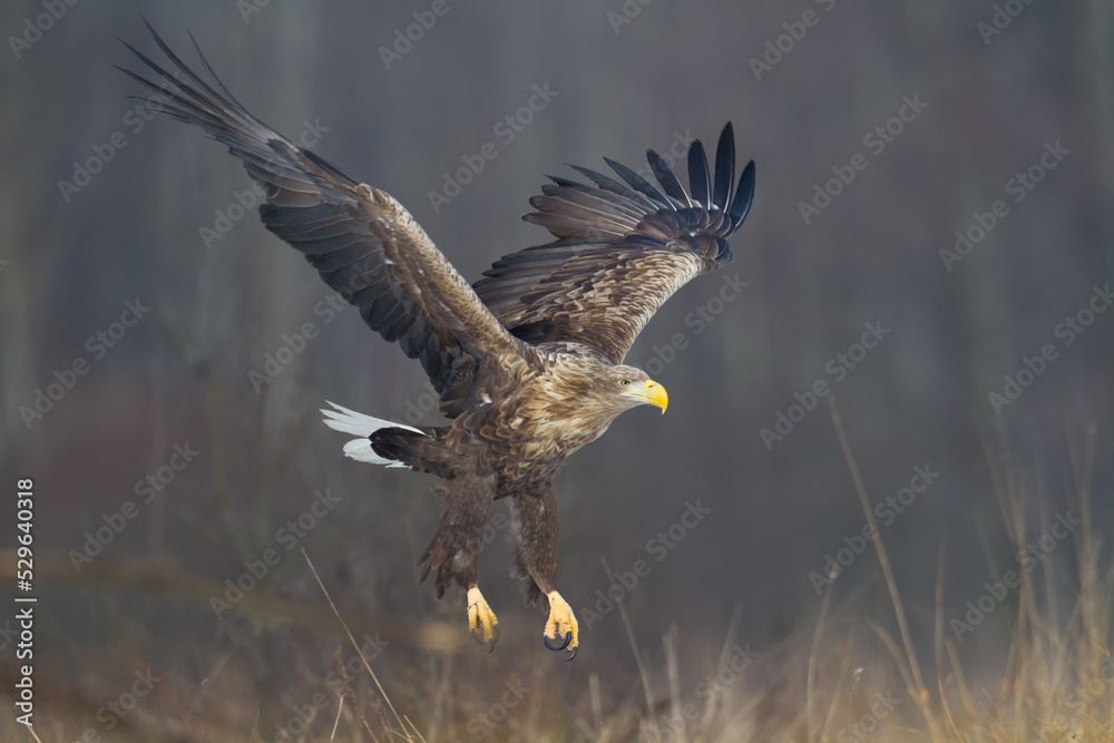 Obraz premium Flying Majestic predator White-tailed eagle, Haliaeetus albicilla in Poland wild nature