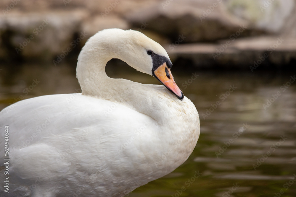 A close up Mute swan alone above the water