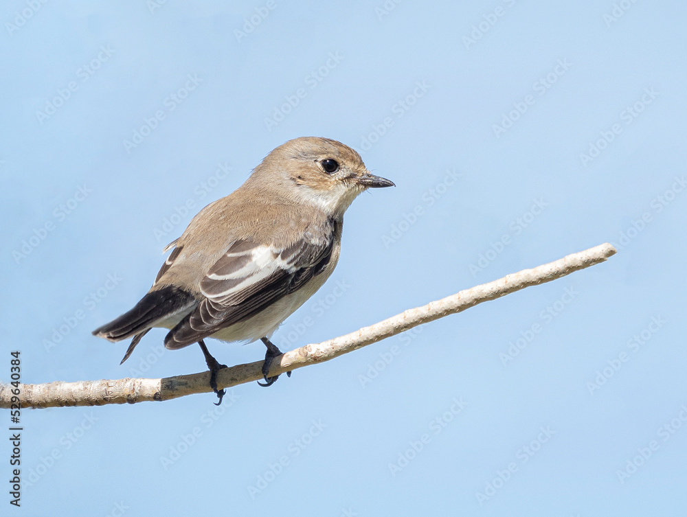 robin on a branch robin on a branch