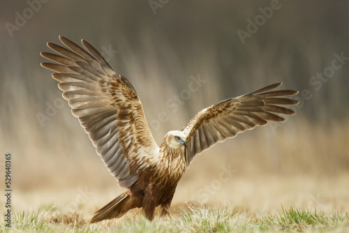 Birds of prey - Marsh Harrier Circus aeruginosus hunting time bird landing spring time