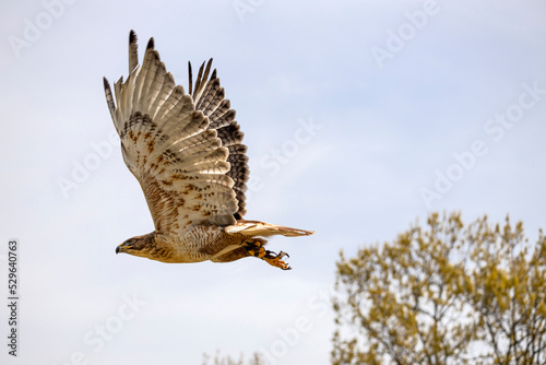 Beautiful hawk flyinig in the nature photo