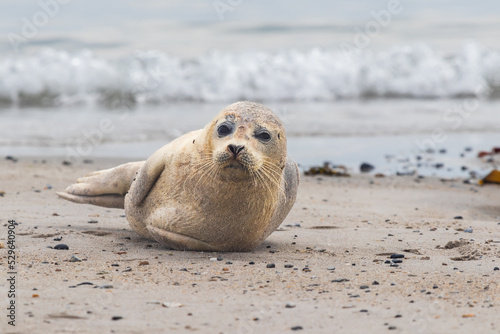 Phoca vitulina - Harbor Seal - on the beach and in the sea on the island of Dune in Germany. Wild foto.