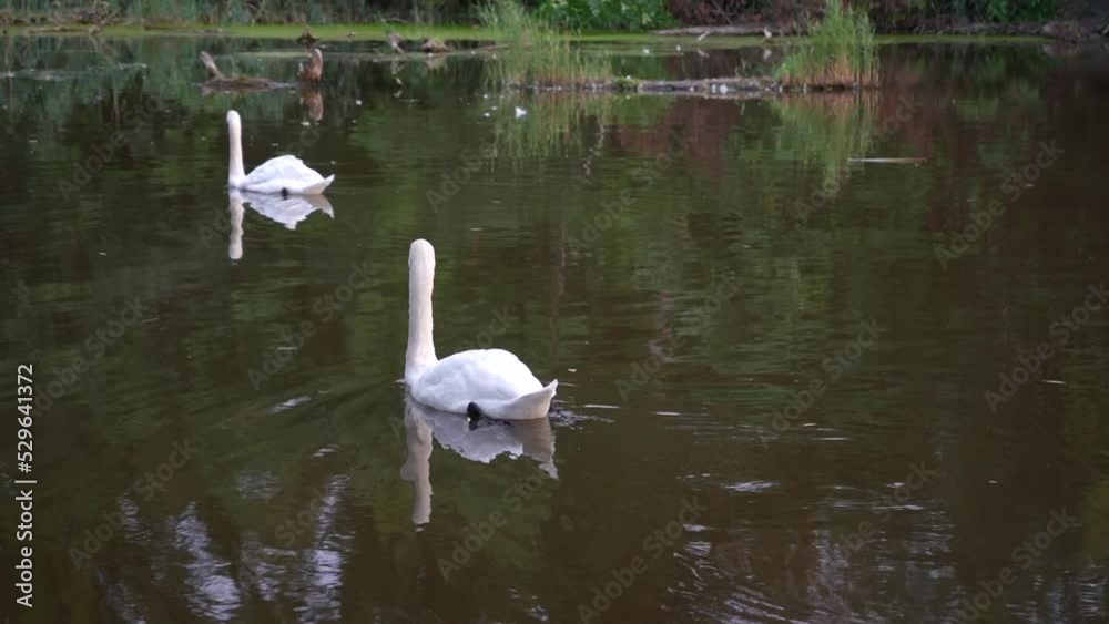 two white beautiful swans swim away one after another along the river with snags and reeds. Video two white beautiful swans swim away one after another along the river with snags and reeds. Video