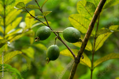 Guavas with foliage background photo