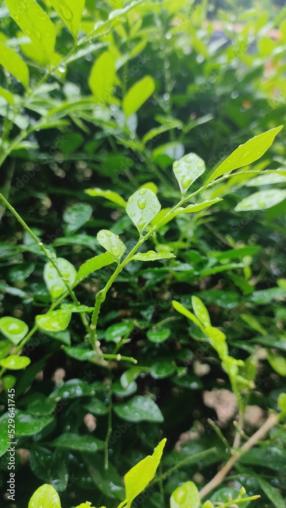 green leaves in the garden green leaves in the garden