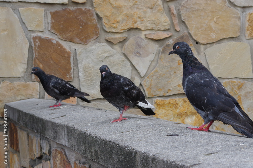 Obraz premium Pigeons perched on a concrete ledge