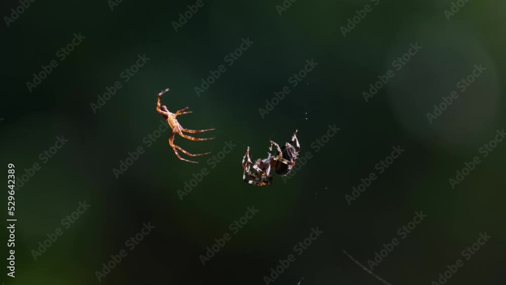 Cross or diadem spiders facing each other and moving their legs. Male