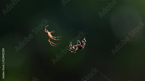Cross or diadem spiders facing each other and moving their legs. Male trying to mate with a female. European garden spiders (Araneus diadematus) having sex. Mating ritual, special animal behaviour. 4K