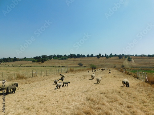 A herd of Hampshire Down Ewe Sheep and their cute little Lambs walking on a golden dry winter's grass field walkway under a blue sky on a hot day in the spring in South Africa © Desire