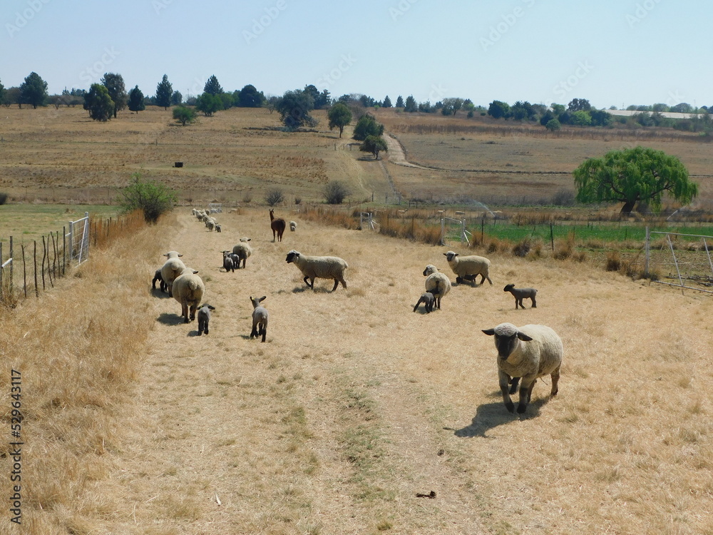 A herd of Hampshire Down Ewe Sheep and their cute little Lambs walking on a golden dry winter's grass field walkway under a blue sky on a hot day in the spring in South Africa