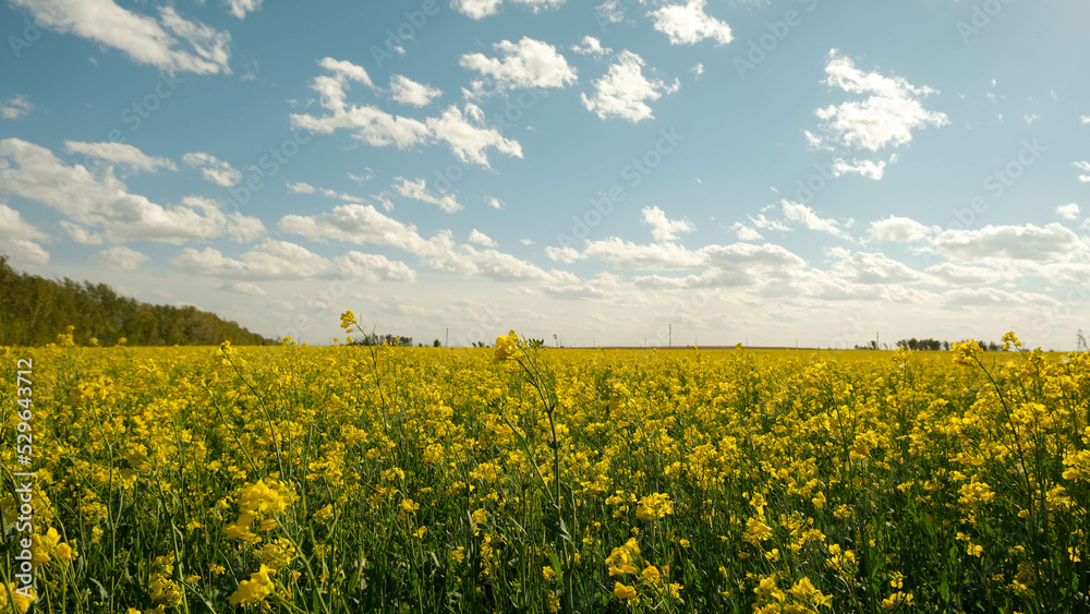 Fototapeta premium Rapeseed field with bright yellow flowers on a sunny day