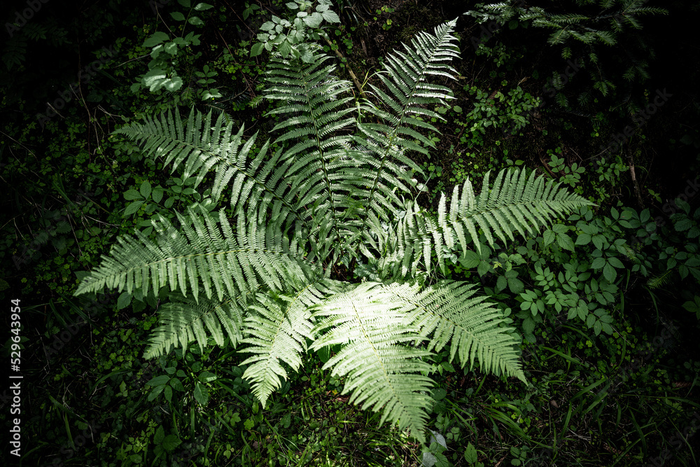 Farn im Wald im Sonnenschein Farn im Wald im Sonnenschein