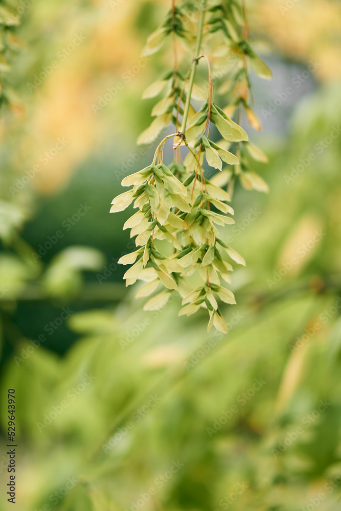 Green cluster seeds of Chinese winged nuts. High quality photo Green cluster seeds of Chinese winged nuts. High quality photo