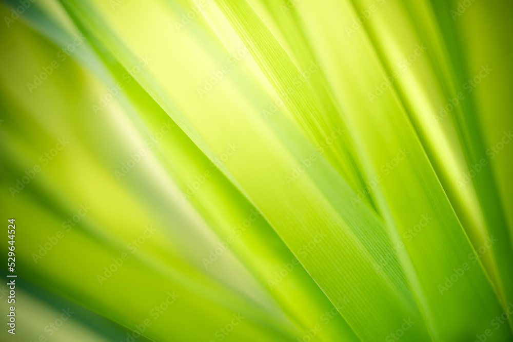 Nature of green leaf in garden. Natural green leaves plants using background cover page environment ecology or greenery wallpaper Nature of green leaf in garden. Natural green leaves plants using background cover page environment ecology or greenery wallpaper