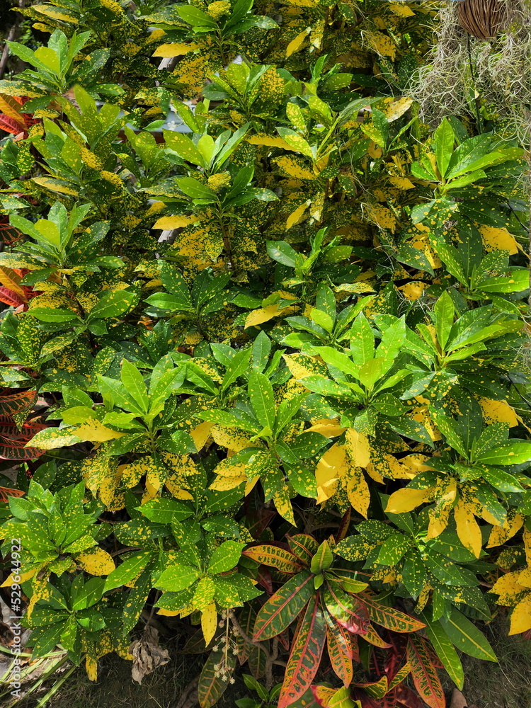 The green, yellow and brown spots leaves of Croton or Garden Croton