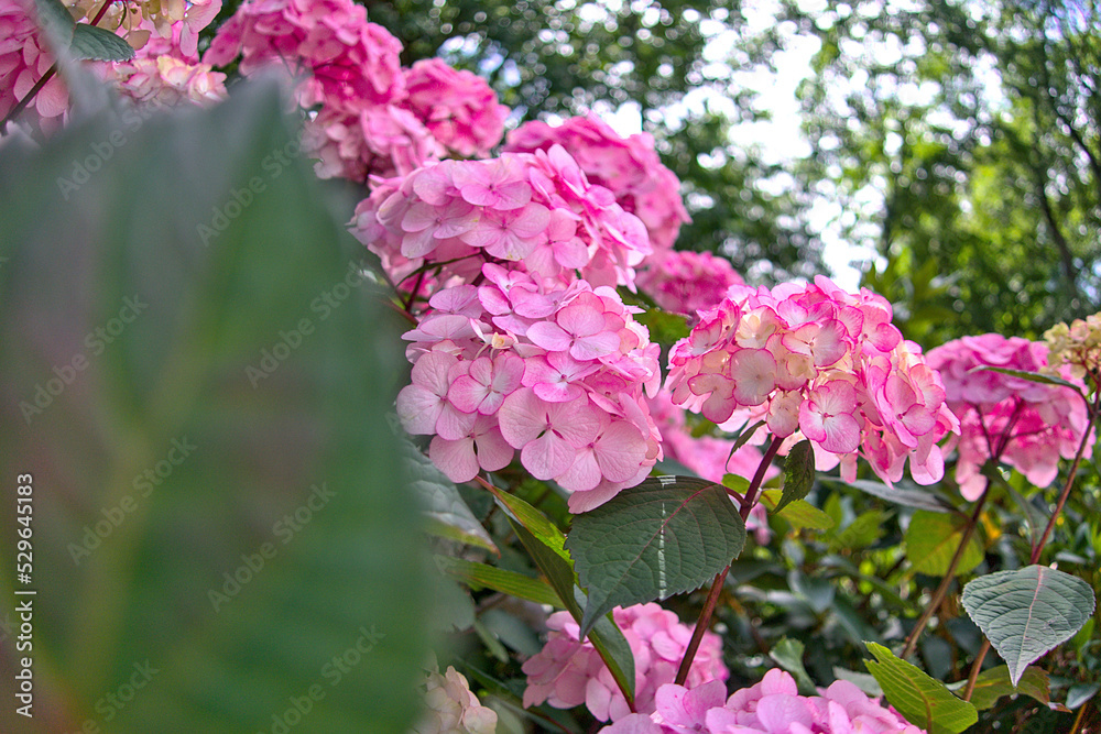 Hydrangea macrophylla, bigleaf hydrangea, French hydrangea, hortensia in garden bush blossom pink blooming flowers as noisy floral botanical spring summer elegant backdrop background walllpaper Hydrangea macrophylla, bigleaf hydrangea, French hydrangea, hortensia in garden bush blossom pink blooming flowers as noisy floral botanical spring summer elegant backdrop background walllpaper